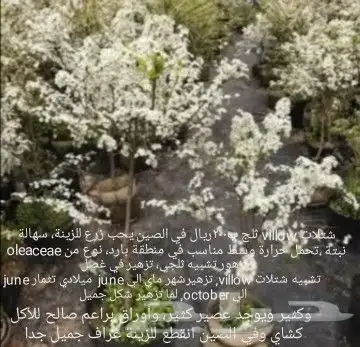 شتلات melinjo  أو جنيتوم جنيمون 43