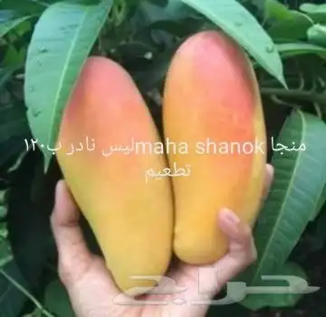 شتلات melinjo  أو جنيتوم جنيمون 26