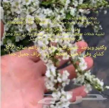شتلات melinjo  أو جنيتوم جنيمون 44
