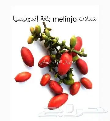 شتلات melinjo  أو جنيتوم جنيمون 0