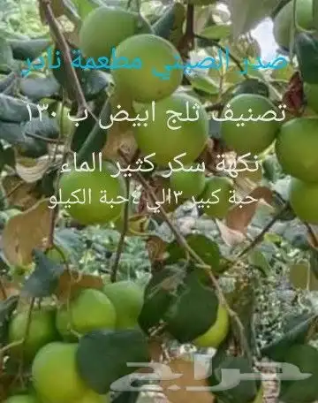 شتلات melinjo  أو جنيتوم جنيمون 36