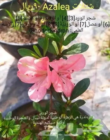 شتلات melinjo  أو جنيتوم جنيمون 6