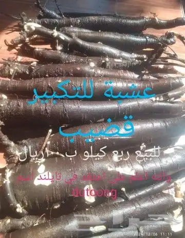 شتلات melinjo  أو جنيتوم جنيمون 5