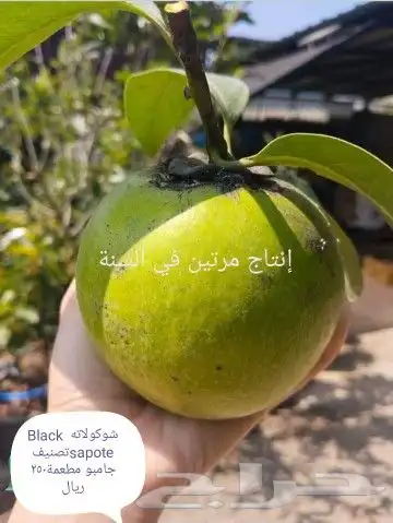 شتلات melinjo  أو جنيتوم جنيمون 28