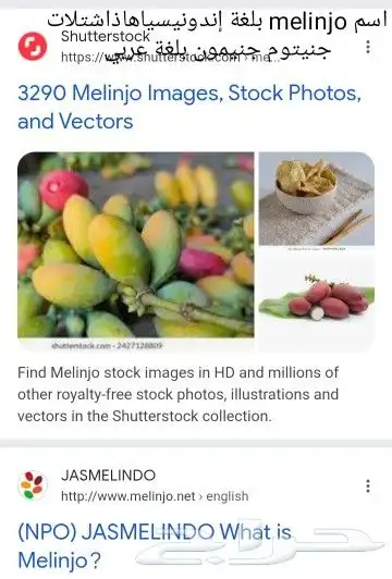 شتلات melinjo  أو جنيتوم جنيمون 10