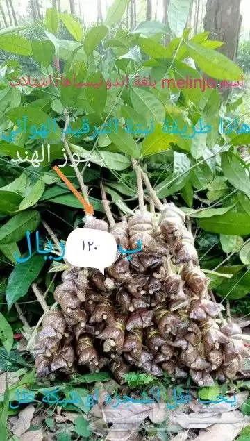 شتلات melinjo  أو جنيتوم جنيمون 9