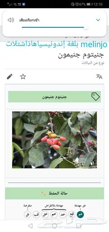 شتلات melinjo  أو جنيتوم جنيمون 13