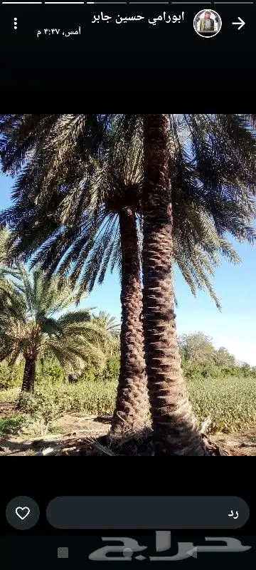 عمال انخل 1