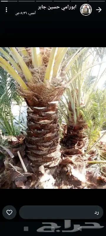عمال انخل 3