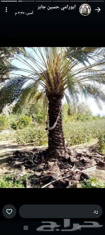 عمال انخل 2