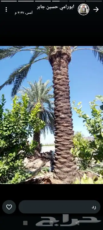 عمال انخل 0