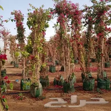 تنسيق حدائق وتركيب ري واناره. ابو عبد الرحمن 14