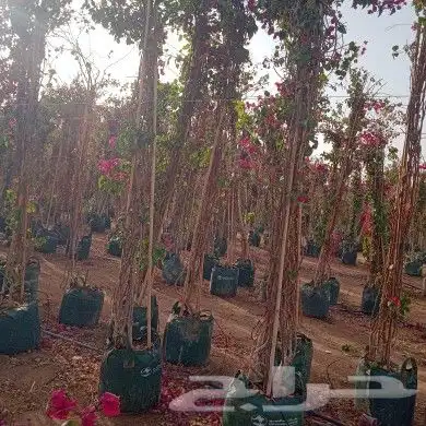 تنسيق حدائق وتركيب ري واناره. ابو عبد الرحمن 18