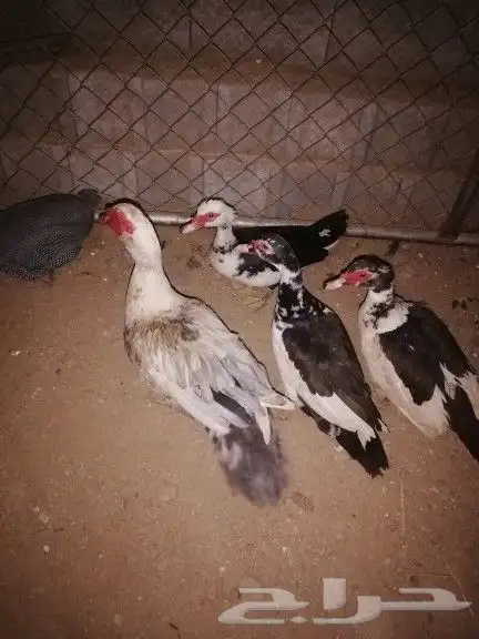 طقم بط بلدي حضان شرط ذكر 3 اناث 0