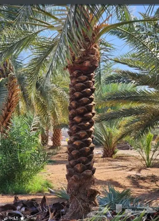 السلام عليكم ورحمة الله وبركاته لديناء صيانه عامه للنخيل 4