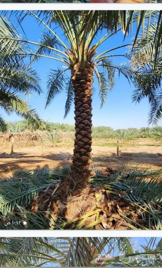 السلام عليكم ورحمة الله وبركاته لديناء صيانه عامه للنخيل 3