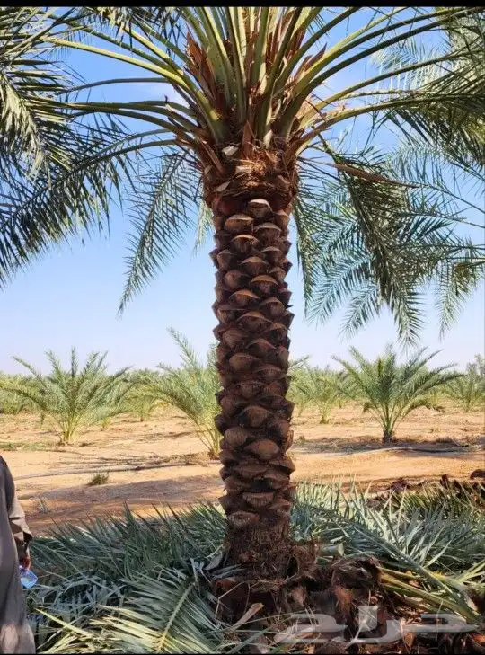 السلام عليكم ورحمة الله وبركاته لديناء صيانه عامه للنخيل 2