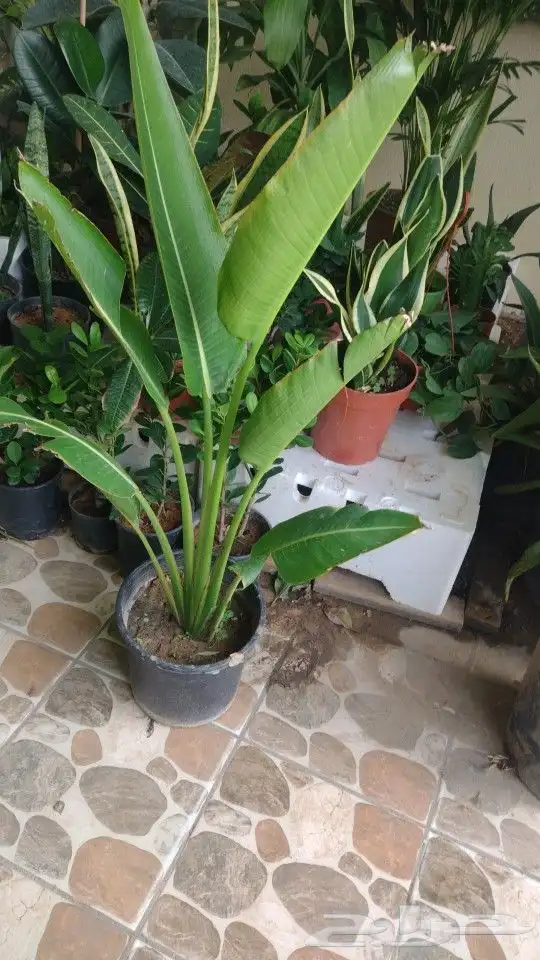 تنسيق حدائق وتركيب ري واناره. ابو عبد الرحمن 22