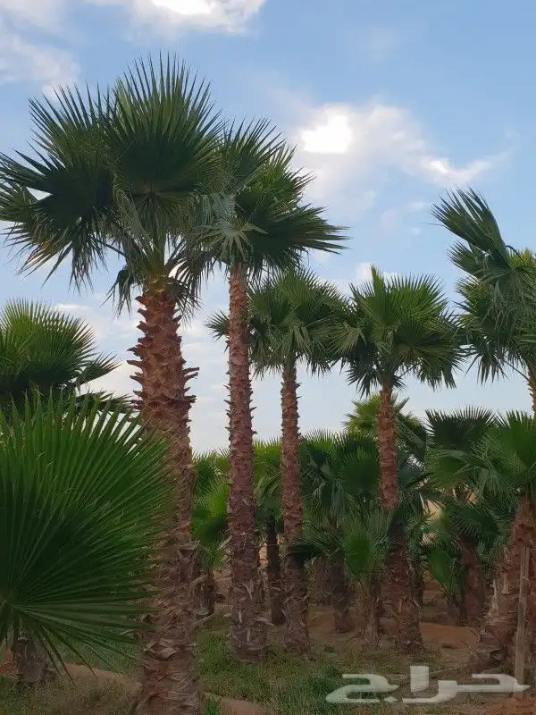 تنسيق حدائق وتركيب ري واناره. ابو عبد الرحمن 11