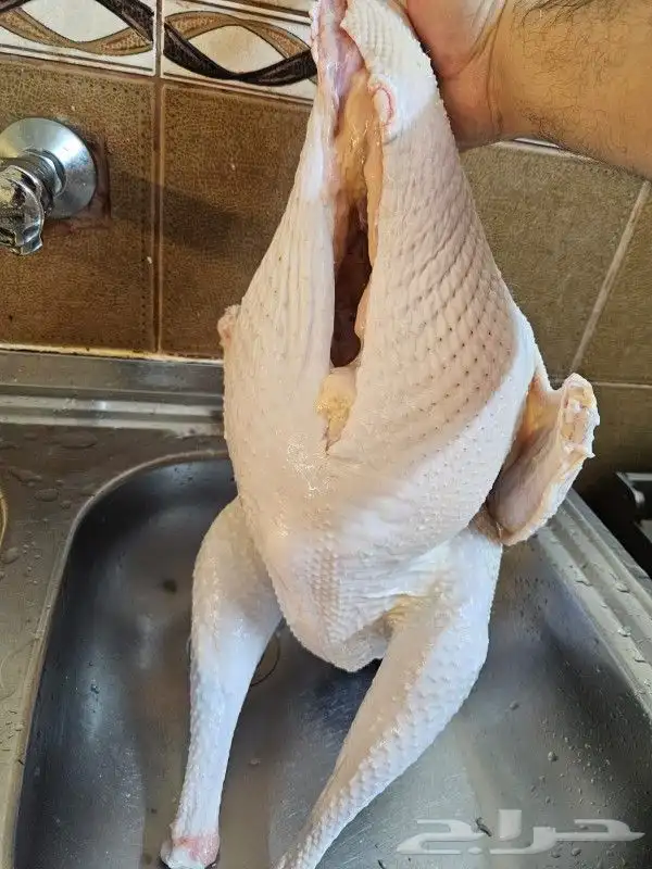 ديك رومي ذبح 0