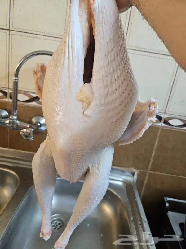 ديك رومي ذبح 2