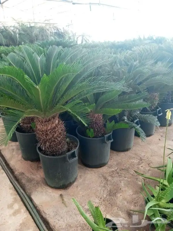 تنسيق حدائق وتركيب ري واناره. ابو عبد الرحمن 25