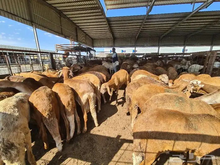 طليان سواكني مرباه جميع الاحجام ويوجد خدمة ذبح وتوصيل للباب 8