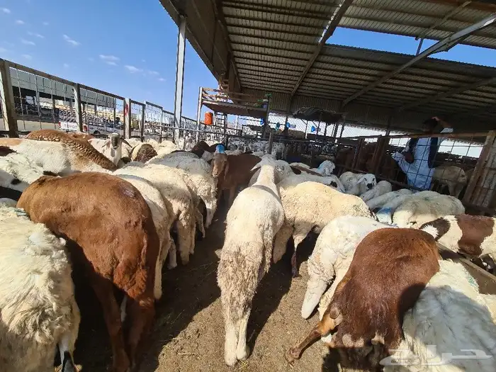 طليان سواكني مرباه جميع الاحجام ويوجد خدمة ذبح وتوصيل للباب 3