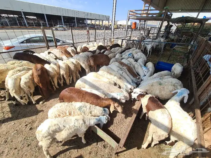 طليان سواكني مرباه جميع الاحجام ويوجد خدمة ذبح وتوصيل للباب 1