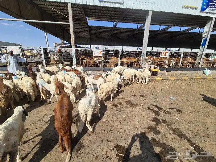 طليان سواكني مرباه جميع الاحجام ويوجد خدمة ذبح وتوصيل للباب 7