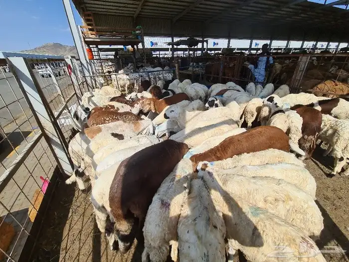 طليان سواكني مرباه جميع الاحجام ويوجد خدمة ذبح وتوصيل للباب 0