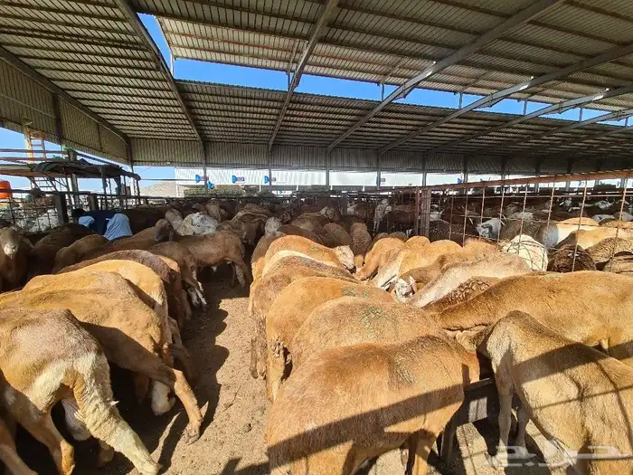 طليان سواكني مرباه جميع الاحجام ويوجد خدمة ذبح وتوصيل للباب 9