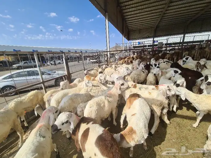 طليان سواكني مرباه جميع الاحجام ويوجد خدمة ذبح وتوصيل للباب 4