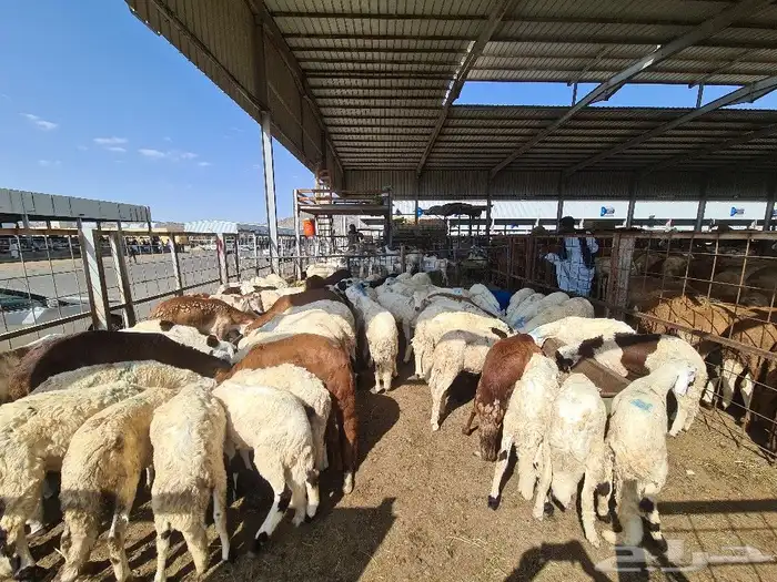 طليان سواكني مرباه جميع الاحجام ويوجد خدمة ذبح وتوصيل للباب 6