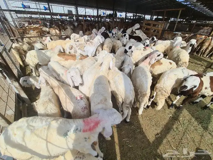 طليان سواكني مرباه جميع الاحجام ويوجد خدمة ذبح وتوصيل للباب 2