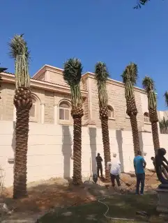 احمد لزراعة النخيل العربي وأعمال الشبوك وتوريدها 0