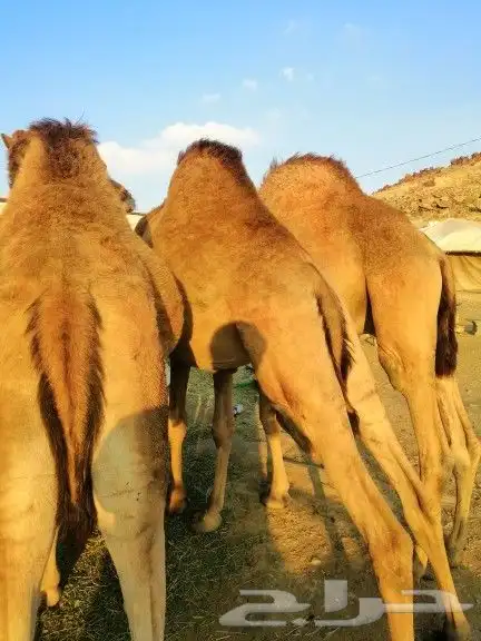 قعدان كفو مناسبات للبيع 0