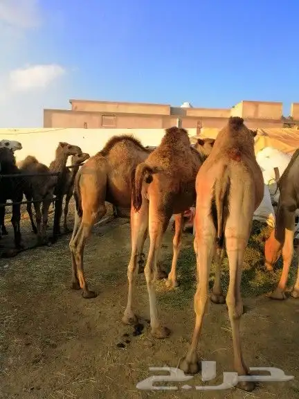 قعدان كفو مناسبات للبيع 2