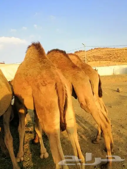 قعدان كفو مناسبات للبيع 4