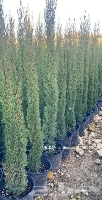 مشتل ابو مالك لتنسيق الحدائق جده 8