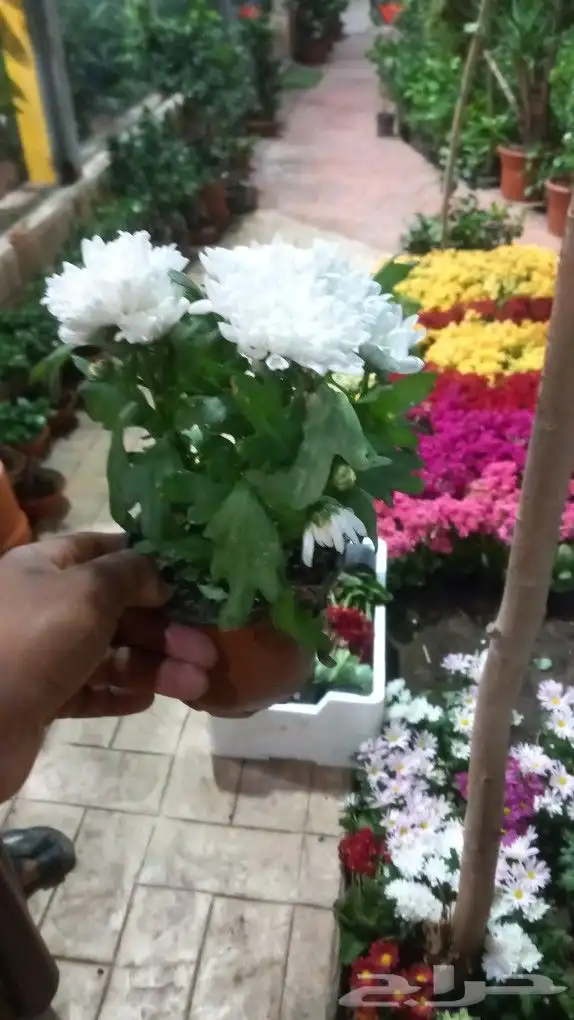 مشتل ابو مالك لتنسيق الحدائق جده 2