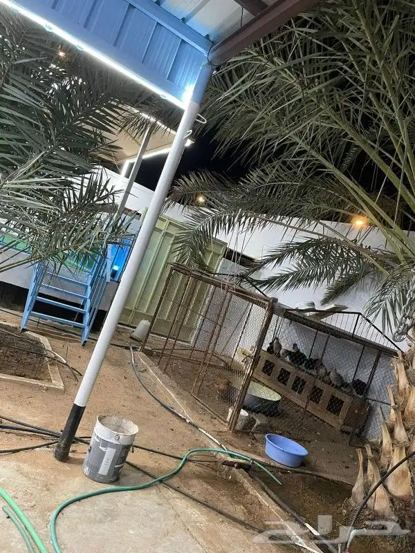 استراحة للبيع بمحافظة النبهانية 24