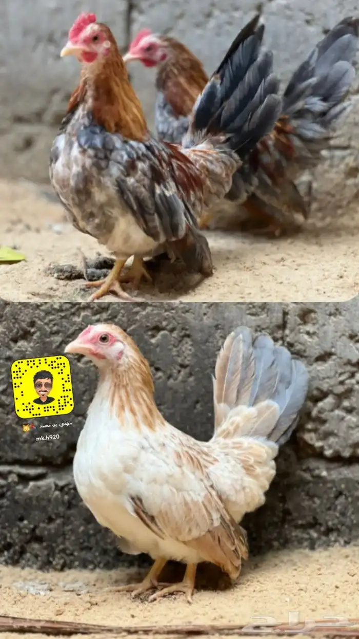 جبانيز مستوا فاخر 0