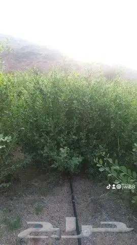 سدر يمني جديد وكمان حناء مديني توه مطحون فاخر 3