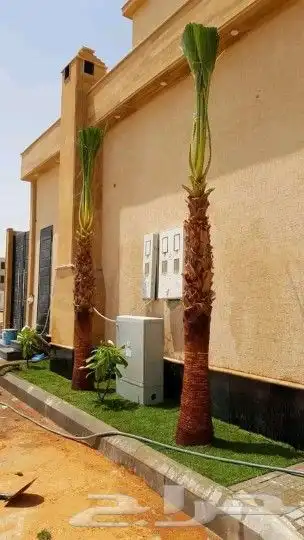 نقوم بتوريد انخيل الوشنطني والعربي وزرعته مقسات حلوه 7