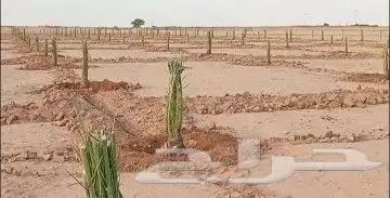 نقوم بتوريد انخيل الوشنطني والعربي وزرعته مقسات حلوه 3