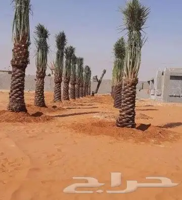 نقوم بتوريد انخيل الوشنطني والعربي وزرعته مقسات حلوه 1