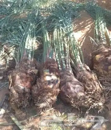 نقوم بتوريد انخيل الوشنطني والعربي وزرعته مقسات حلوه 9