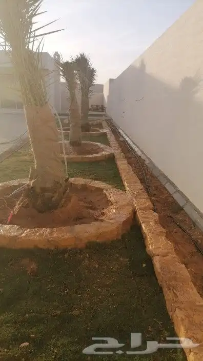 نقوم بتوريد انخيل الوشنطني والعربي وزرعته مقسات حلوه 2