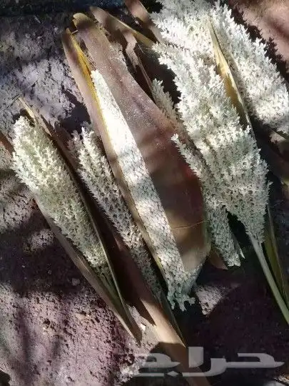 نقوم بتوريد انخيل الوشنطني والعربي وزرعته مقسات حلوه 8